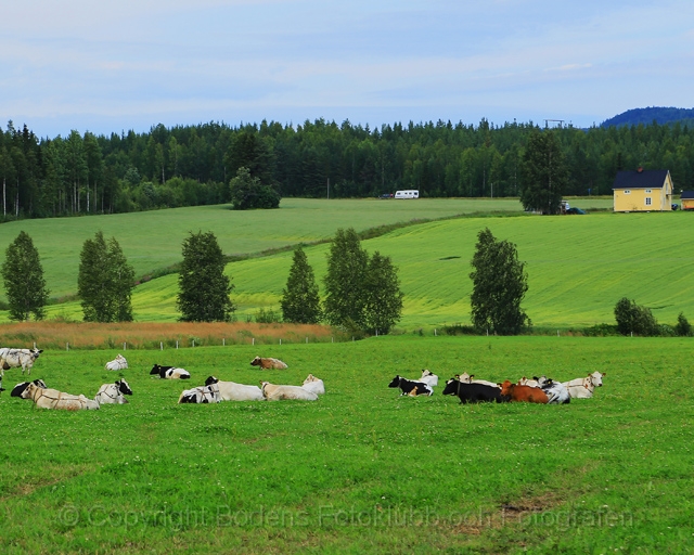 IMG_4921 alm_k.jpg - Kor på grönbete vilar efter maten